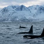 orcas-off-the-coast-of-tromvik-KILLERWHALES0119-34dc006ec9444535846b748839c616ed