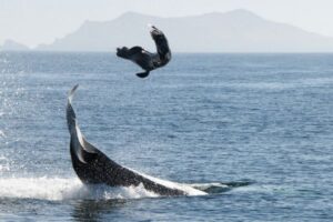 whales-play-with-food