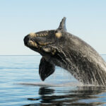 _20241220_on_right_whale