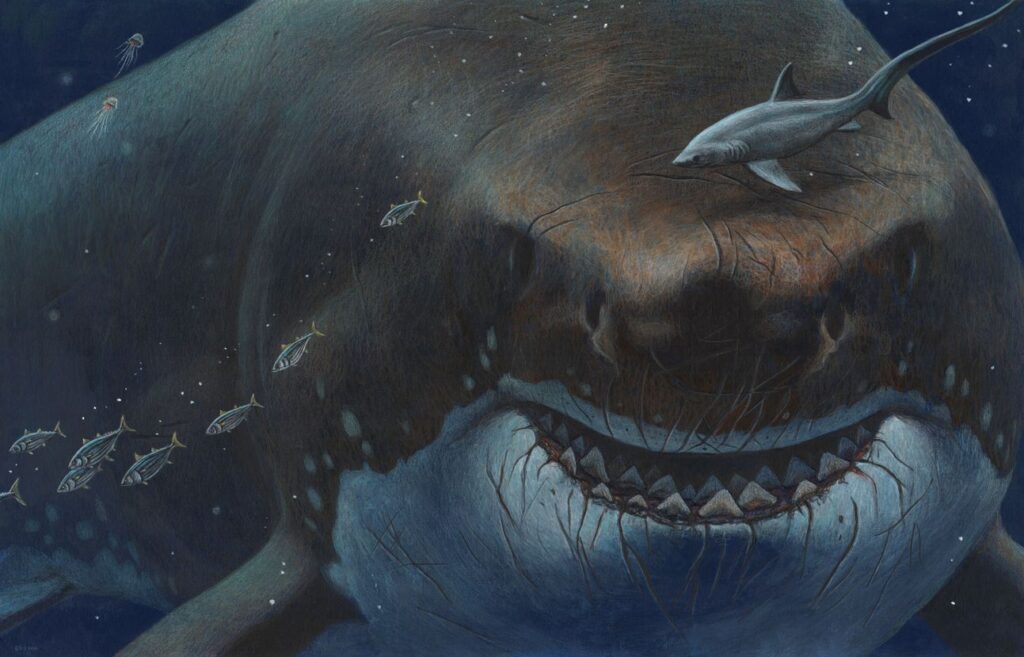 Le véritable visage du mégalodon révèle un monstre plus long, plus fin et bien plus déroutant que prévu