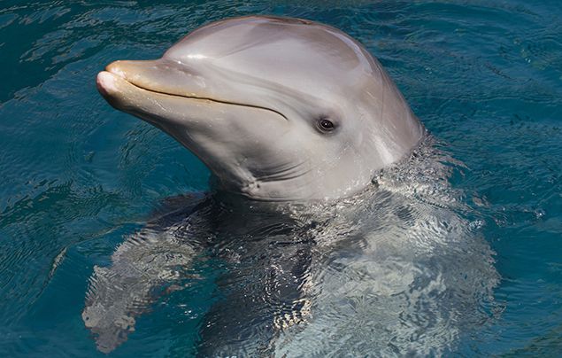 Un secret bien caché dans le cerveau des dauphins vient d’être découvert