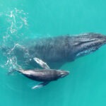 whispering-whales-1
