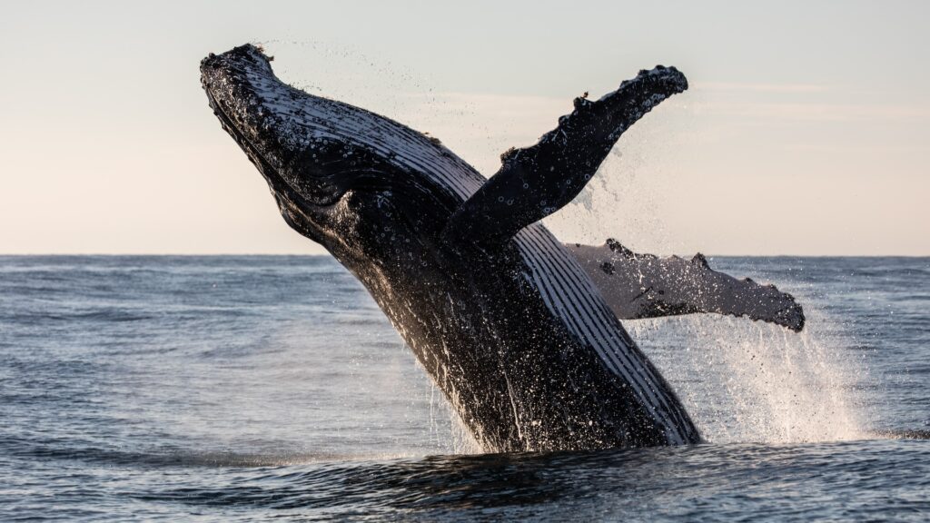 Ce vacarme sous-marin tue les baleines sans qu’on s’en rende compte