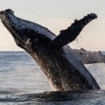 Humpback Whale Breaching